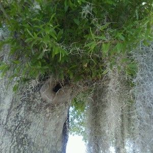 Meet your Posher, Raven